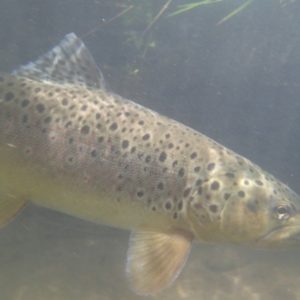 Trout fishing, Nantahala River - Endless River Adventures Fly Fishing
